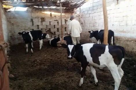فلاحون صغار يتخلصون من أبقارهم بأثمنة بخسة بسبب غلاء الأعلاف
