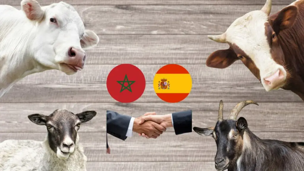 مهنيو قطاع اللحوم في إسبانيا يثمّنون ترخيص المغرب لاستيراد اللحوم