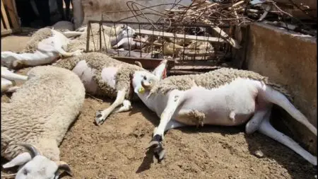 مرض غامض يتسبب في نفوق المواشي باقليم الحوز