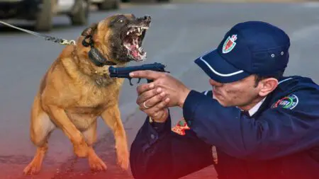 الأمن يطلق الرصاص بعد “سرقة” تحت التهديد بكلب شرس