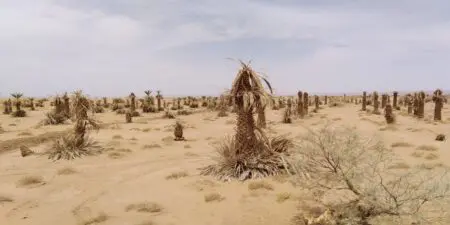 واحات زاكورة تئن.. نهب النخيل وسط صمت السلطات المحلية