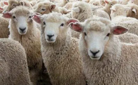 بعد لحوم البقر.. المغرب يتوصل إلى اتفاق مع الأرجنتين لاستيراد لحوم الأغنام والماعز