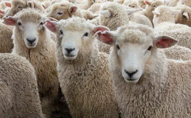 بعد لحوم البقر.. المغرب يتوصل إلى اتفاق مع الأرجنتين لاستيراد لحوم الأغنام والماعز