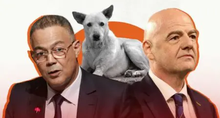 اتهامات للمغرب بالتخطيط لتصفية 3 ملايين كلب استعدادًا لمونديال 2030