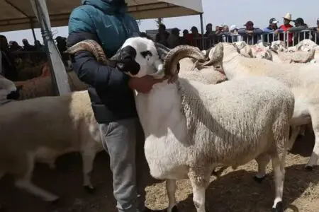 إطلاق عملية إحصاء الأغنام والماعز في جهة الدار البيضاء سطات