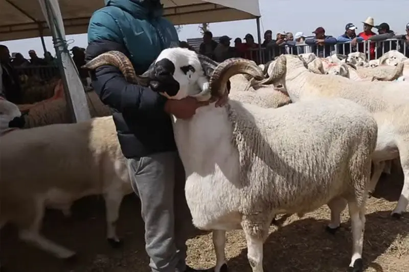 إطلاق عملية إحصاء الأغنام والماعز في جهة الدار البيضاء سطات