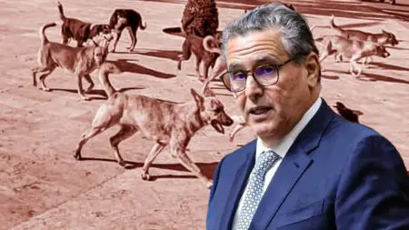 المحكمة تُلزم أخنوش بتعويض “مغربي” تعرض لهجوم كلاب ضالة