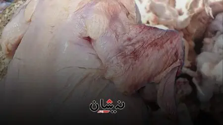 دعوات لتشديد المراقبة بعد حجز أطنان من الدجاج الفاسد الموجه للمطاعم والحفلات