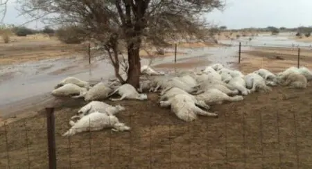 مرض معدي يفتك بالأغنام والماعز بإقليم الحوز ارشيف
