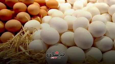 المغرب ينتج 5.5 مليار بيضة في سنة 2024