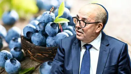 فطر غريب يهدد مستقبل التوت الأزرق في المغرب