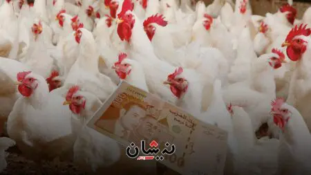 مهنيو الدواجن يربطون الغلاء بارتفاع الطلب والمضاربة والحكومة تستعد لرمضان