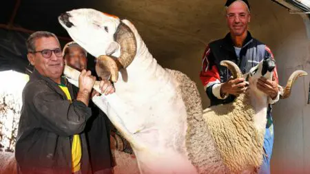 إلغاء العيد و حكومة “المونديال”