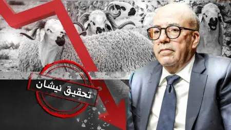 أزمة اللحوم..”كواليس” انهيار القطيع الوطني واختفاء 13 مليون رأس من البقر والغنم