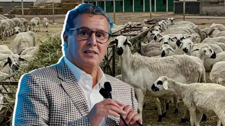 أخنوش في قفص الاتهام: 38% من القطيع ضاع بسبب سوء التدبير