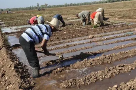 استنفار بالنواصر وتحقيقات واسعة بعد رصد سقي ضيعات بمياه “الواد الحار”