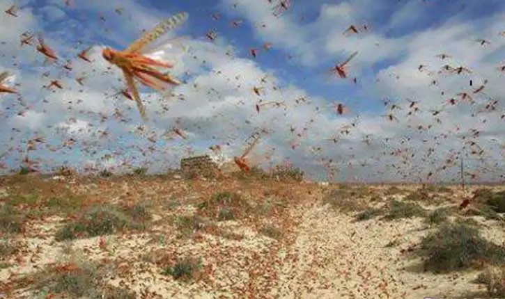 أسراب الجراد تقترب من سماء المغرب وسط قلق الفلاحيين