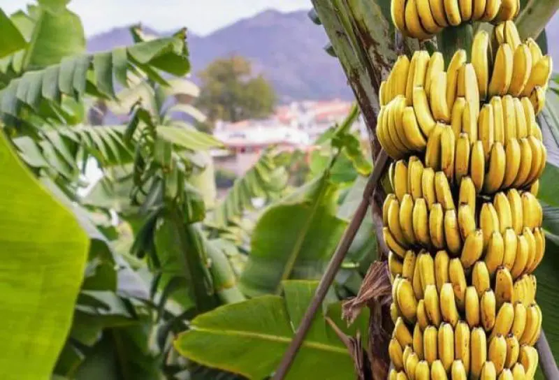 المغرب..فاتورة استيراد الموز ترتفع لـ18 مليار وسط تراجع الإنتاج