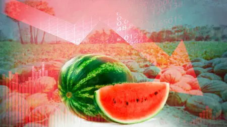 سعر الدلاح المغربي يتراجع لدرهمين في سنة 2023