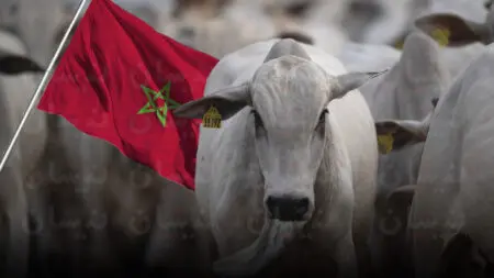 16 ألف عجل في 21 يومًا.. هكذا غزت اللحوم البرازيلية السوق المغربي