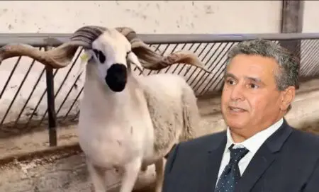 ملف دعم استيراد الأغنام يتحول إلى “صداع رأس” لأخنوش وسط ارتباك حكومي