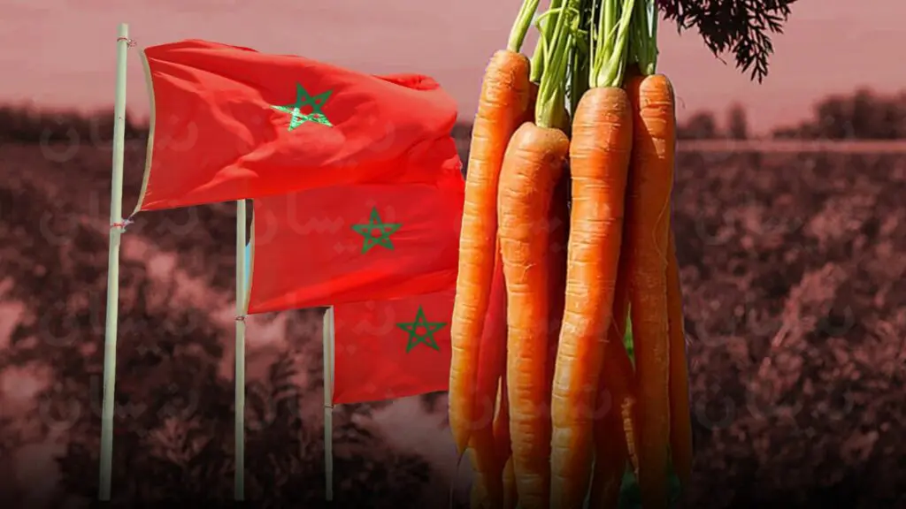 الصادرات المغربية من الجزر تحقق رقماً قياسياً بلغ 69,000 طن في 2024