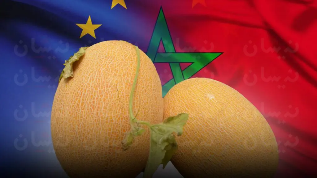 ضربة قوية للبطيخ المغربي في أوروبا..تراجع الصادرات بـ62% عام 2024