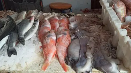 ملف فساد الصيد البحري على طاولة البرلمان: أين تذهب خيرات المغرب؟