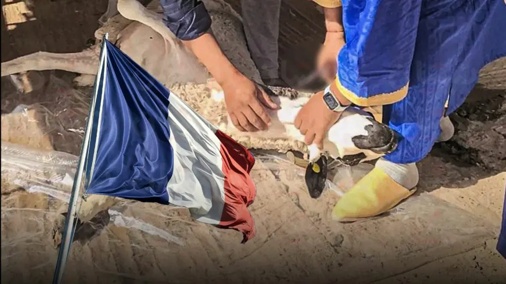 قبل أيام من عيد الاضحى..دعوة مجهولة في فرنسا لمقاطعة النحر