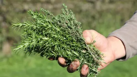 بسبب الجفاف..اختفاء العديد من النباتات الطبية والعطرية من السوق المغربية