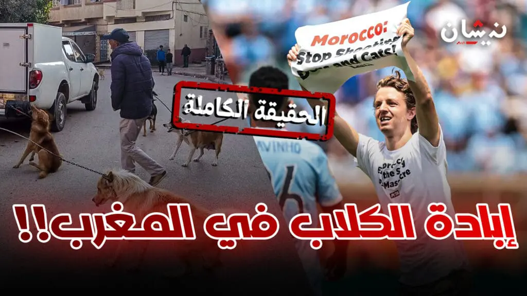 الكلاب الضالة.. حقيقة ما يحدث في المغرب بعيدا عن التضخيم !!