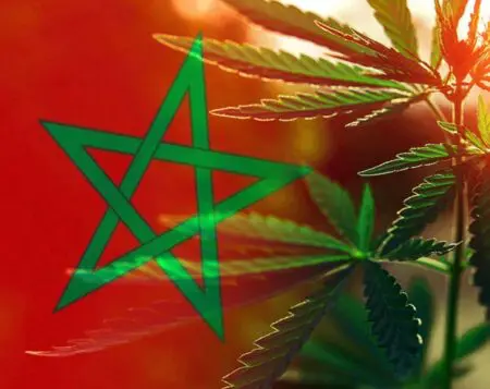 تقرير فرنسي: المغرب يشجّع زراعة “البلدية” في القنب لمواجهة أزمة المياه