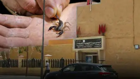 مصدر من وزارة الصحة: 90% من العقارب غير سامة… ولدغات الأفاعي تحت السيطرة
