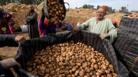 البطاطس والمانجو المصرية تغرق الأسواق المغربية