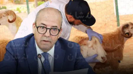 كواليس “كارثية” في إحصاء القطيع وترقيم المواشي!