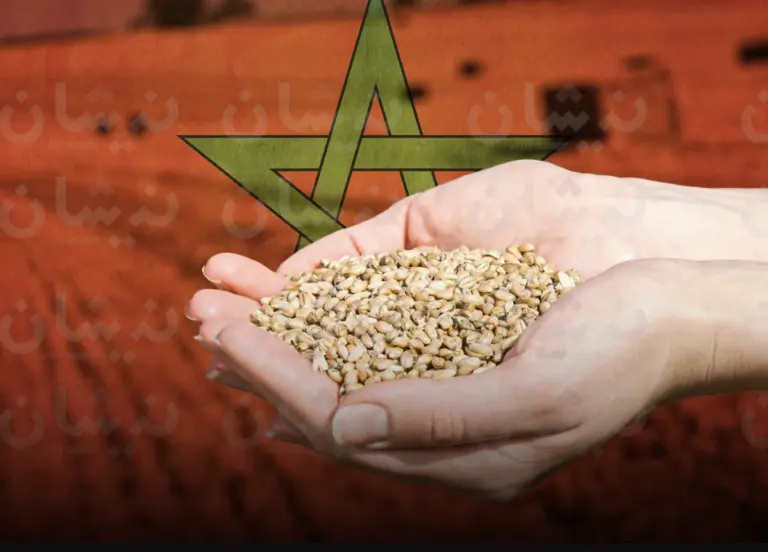 القمح المستورد ينسف خطاب الحكومة عن “تحسن الموسم الفلاحي”