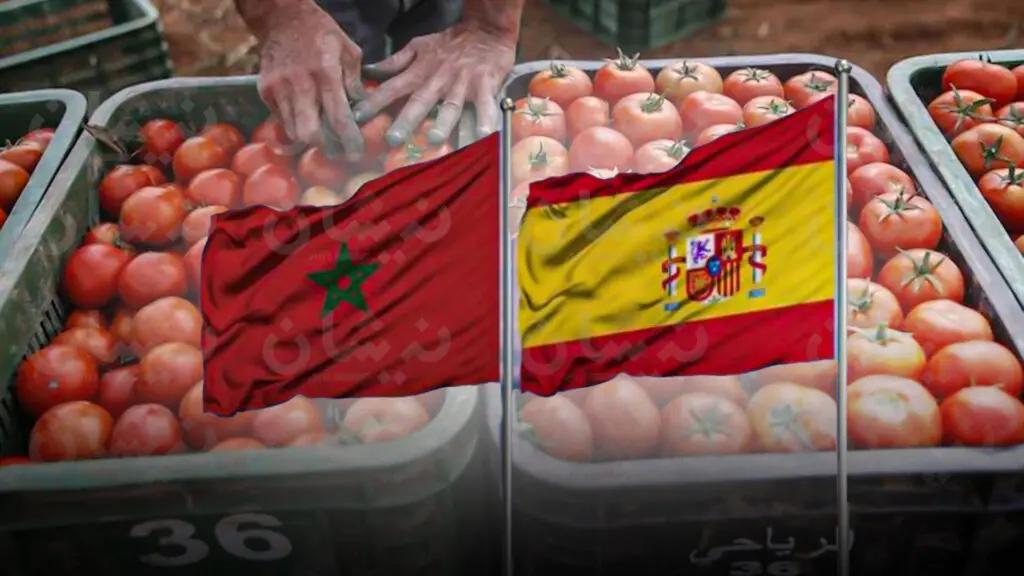 المغرب يتجاوز إسبانيا في صادرات الطماطم العالمية