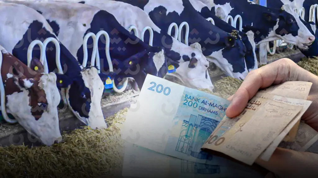 “الفراقشية” يستفيدون من إعفاءات جديدة لاستيراد 300 ألف رأس