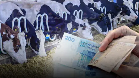 “الفراقشية” يستفيدون من إعفاءات جديدة لاستيراد 300 ألف رأس