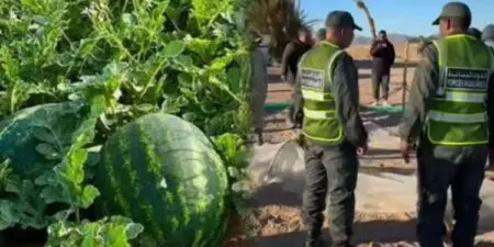 إتلاف حقول “الدلاح” بطاطا يشعل النقاش حول كلفة الزراعة التصديرية