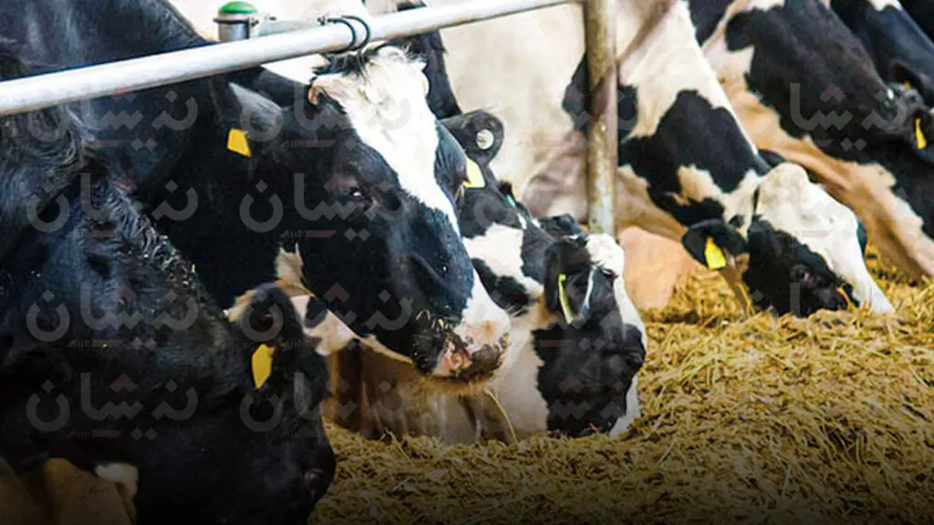 أبقار مصابة بالسل .. الوزارة تكشف تدابير مراقبة الحليب