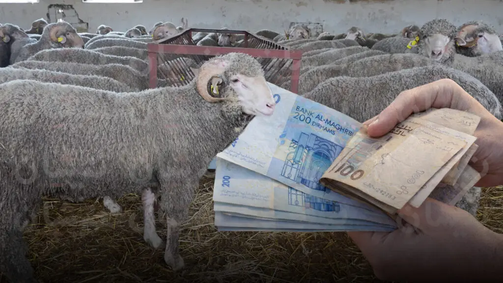 خرفان بـ 8000 درهم.. “البروباغاندا الرقمية” تبدأ “ترهيب” المغاربة قبل العيد