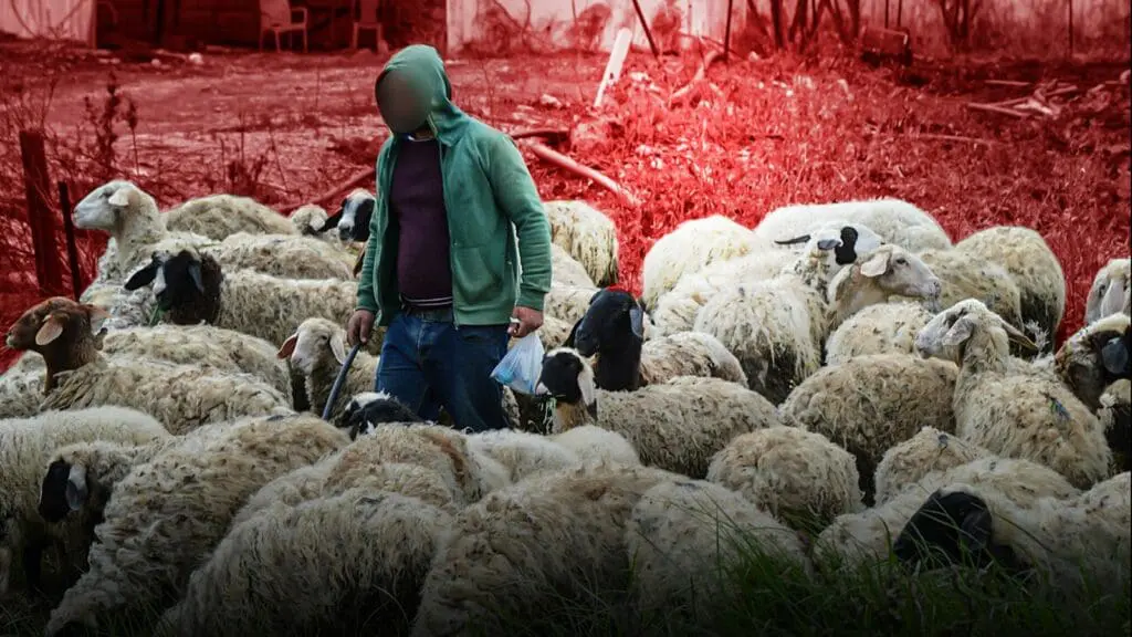 نفوق مقلق للخراف حديثة الولادة يربك الكسابين