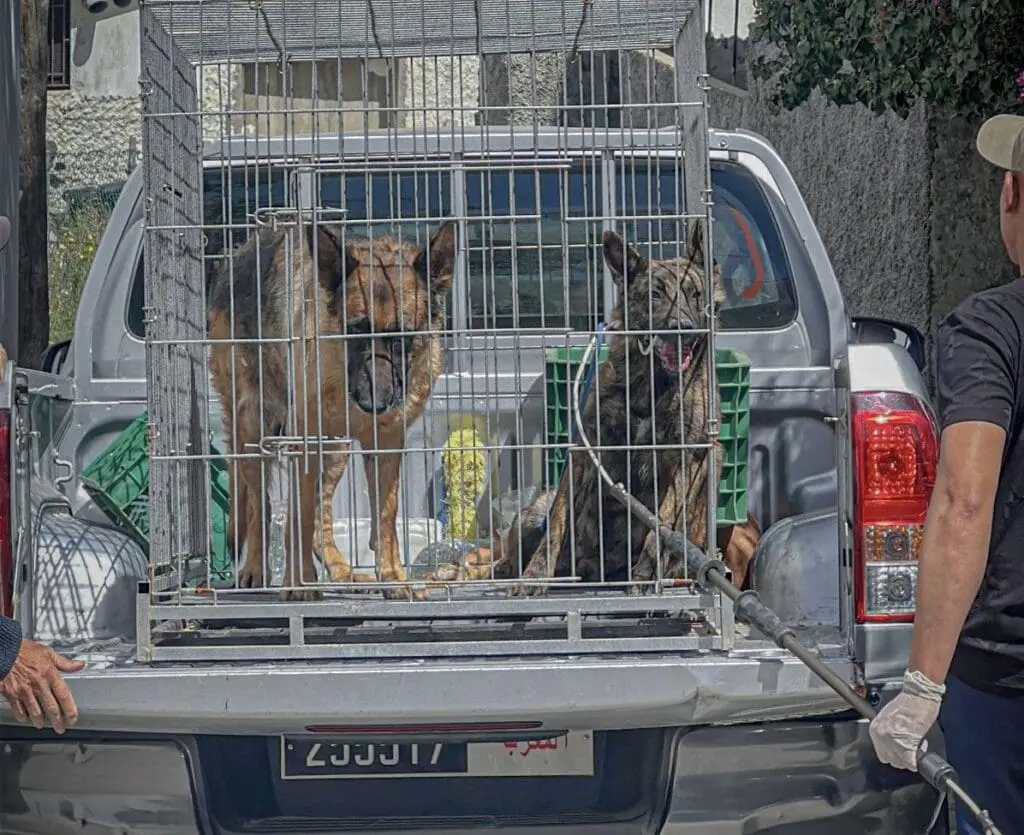 كلاب تتسبب في وفاة صاحبها بطنجة