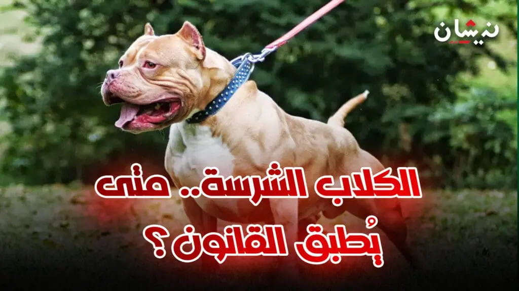 “البيتبول” يحصد الأرواح.. متى يتحرك “قانون الكلاب الشرسة” لحماية المغاربة؟