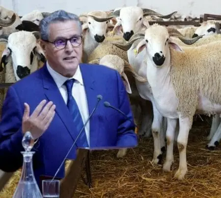 “البام” يقصف وزراء الأحرار و يدعو للمحاسبة بعد اختفاء أضاحي العيد