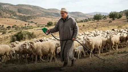 “خرفان” في ضيعة أخنوش