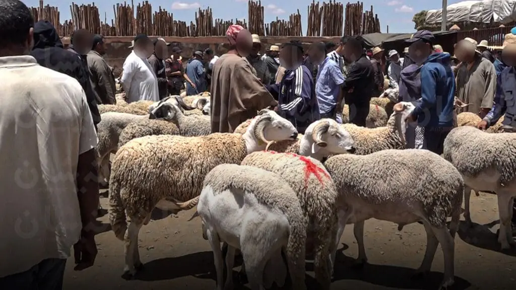 أضاحي العيد: التقدم والاشتراكية يحمل الحكومة مسؤولية مكافحة المضاربات
