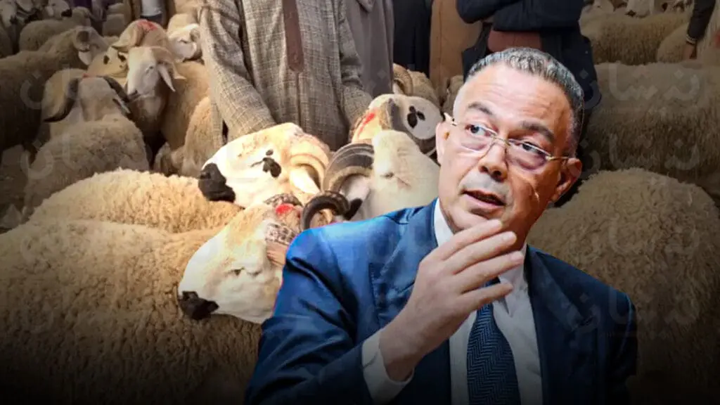 لقجع يكشف تخصيص الحكومة 11 مليار درهم لدعم للكسابة