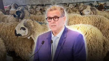 أزمة الأضاحي بالبرلمان: فشل الاستيراد.. و”تلاعب” بالأسعار والأرقام